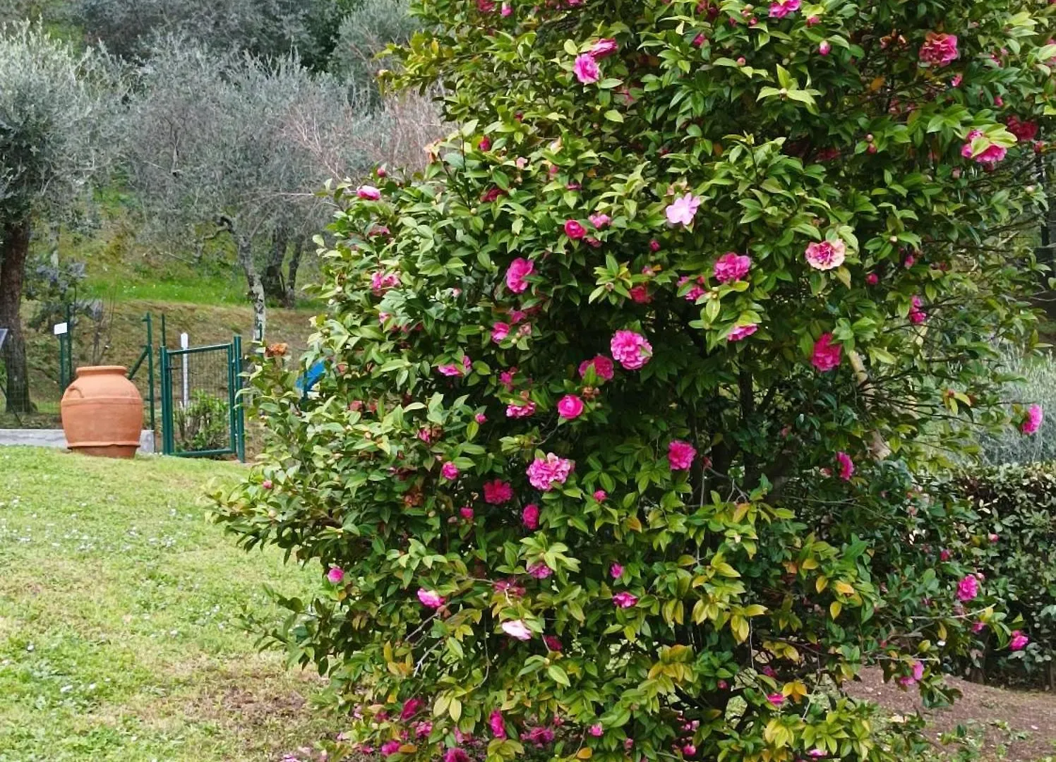 Villa Camelia Tuscany Pescia