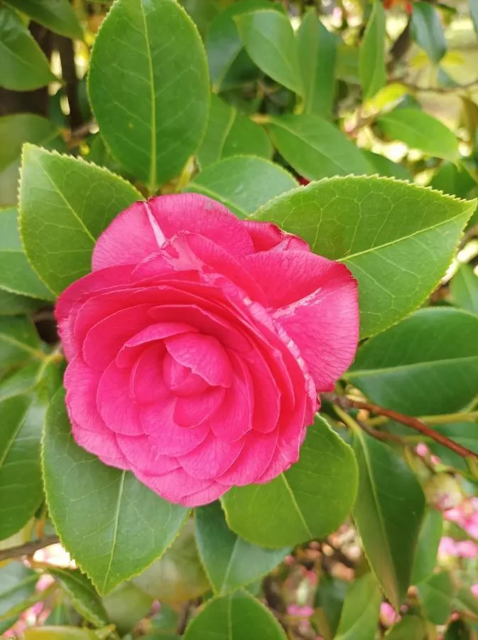 Villa Camelia Tuscany Pescia