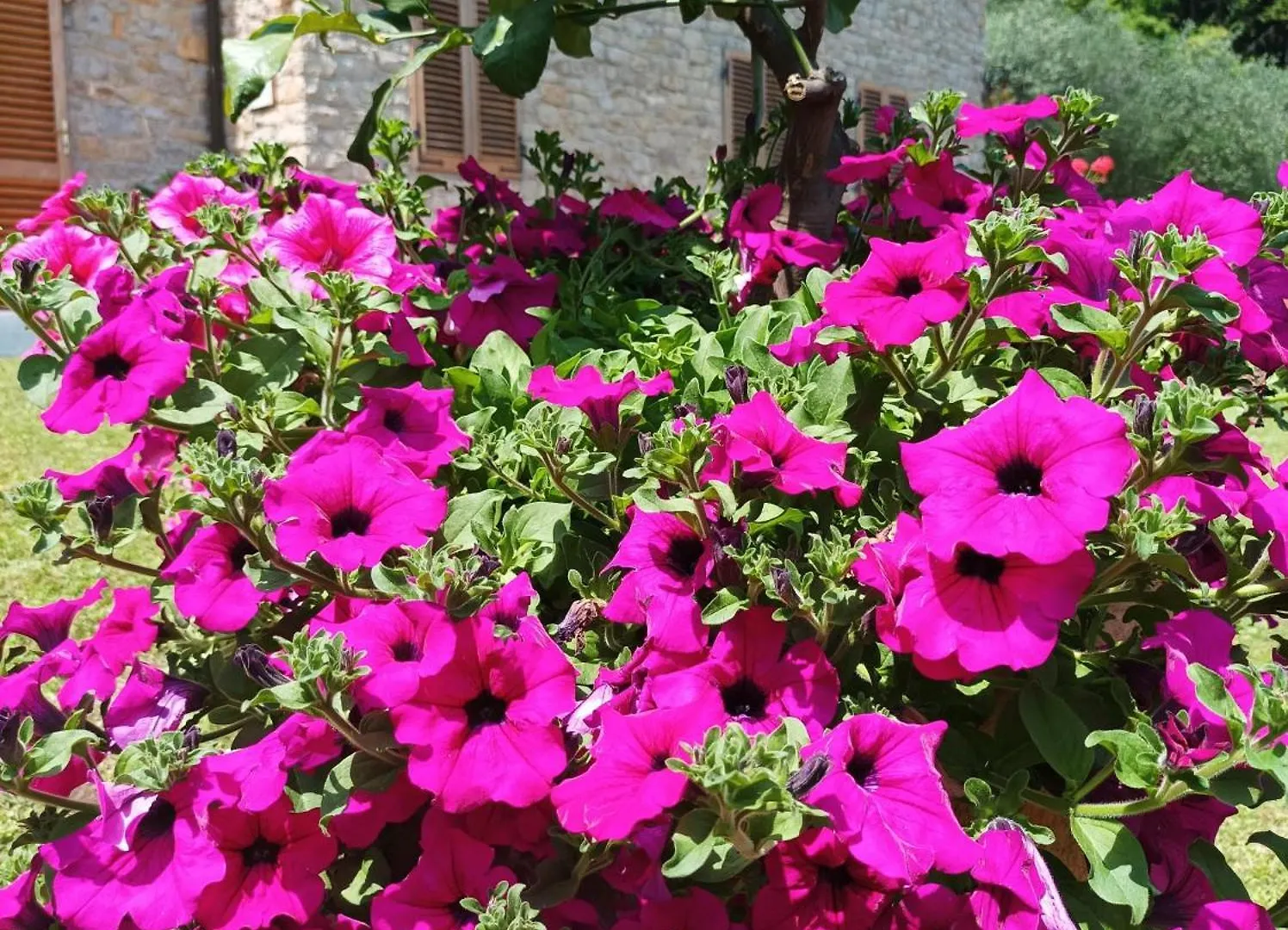 Villa Camelia Tuscany Pescia